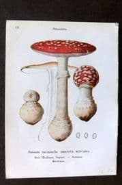 Maublanc 1946 Mushroom Print. Amanita Muscaria & Citrina 9-10