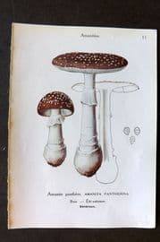 Maublanc 1946 Mushroom Print. Amanita Pantherina & Spissa 11-12