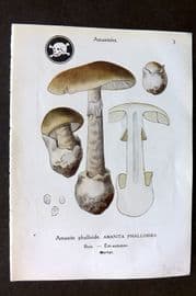 Maublanc 1946 Mushroom Print. Amanita Phalloides 3-4
