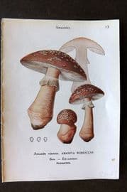 Maublanc 1946 Mushroom Print. Amanita Rubescens & Lepidella Echinocephala 13-14