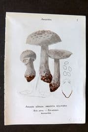 Maublanc 1946 Mushroom Print. Amanita Solitaria & Gemmata, Porphyria 7-8