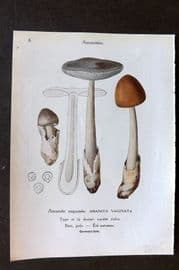 Maublanc 1946 Mushroom Print. Amanita Vaginata & Virosa 5-6