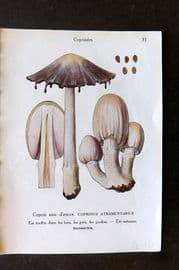 Maublanc 1946 Mushroom Print. Coprinus Atramentarius & Picaceus 31-32