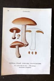 Maublanc 1946 Mushroom Print. Hebeloma Crustuliniforme, Conocybe & Tubiaria 47-48