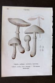 Maublanc 1946 Mushroom Print. Lepiota Naucina & Excoriata 17-18