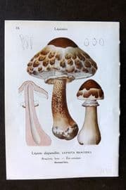 Maublanc 1946 Mushroom Print. Lepiota Rhacodes & Procera 15-16