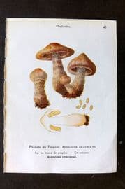Maublanc 1946 Mushroom Print. Pholiota Destruens & Rozites Caperata 45-46