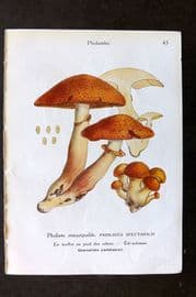 Maublanc 1946 Mushroom Print. Pholiota Spectabilis & Mutabilis 43-44