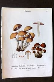 Maublanc 1946 Mushroom Print. Psathyrella Hydrophila & Velutina 33-34