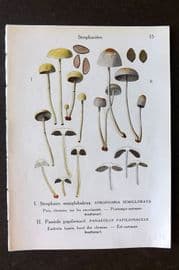 Maublanc 1946 Mushroom Print. Stropharia, Panaeolus & Hypholoma 35-36