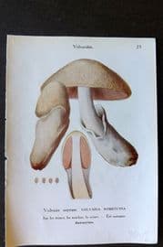 Maublanc 1946 Mushroom Print. Volvaria Bombycina & Cervinus 23-24