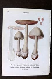 Maublanc 1946 Mushroom Print. Volvaria Gloiocephala & Lepiota 21-22