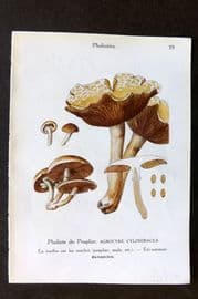 Maublanc 1946 Mushroom. Agrocybe Cylindracea & Psathyrella Candolleana 39-40