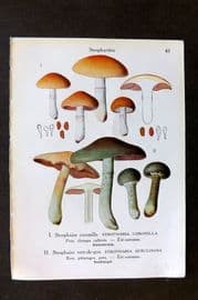 Maublanc 1946 Print. Stropharia Coronilla & Aeruginosa & Pholiota Squarrosa 41-42
