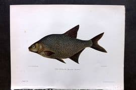 Maxwell 1904 Antique Fish Print. Bream 07