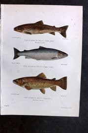 Maxwell 1904 Antique Fish Print. Common & Salmon Trout 10