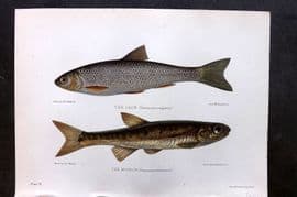 Maxwell 1904 Antique Fish Print. Dace, Minnow 06