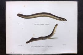 Maxwell 1904 Antique Fish Print. Eel, Lampern 12