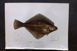 Maxwell 1904 Antique Fish Print. Flounder 04
