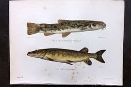 Maxwell 1904 Antique Fish Print. Loach, Pike 08