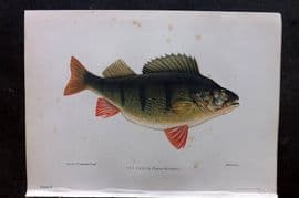 Maxwell 1904 Antique Fish Print. Perch 02