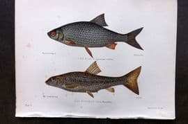 Maxwell 1904 Antique Fish Print. Roach, Gudgeon 05