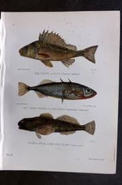 Maxwell 1904 Antique Fish Print. Ruff, Stickleback, Bull-Head 03