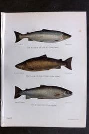 Maxwell 1904 Antique Fish Print. Salmon in Spring & Autumn, Bull Trout 09