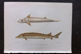 Maxwell 1904 Antique Fish Print. Sturgeon 01