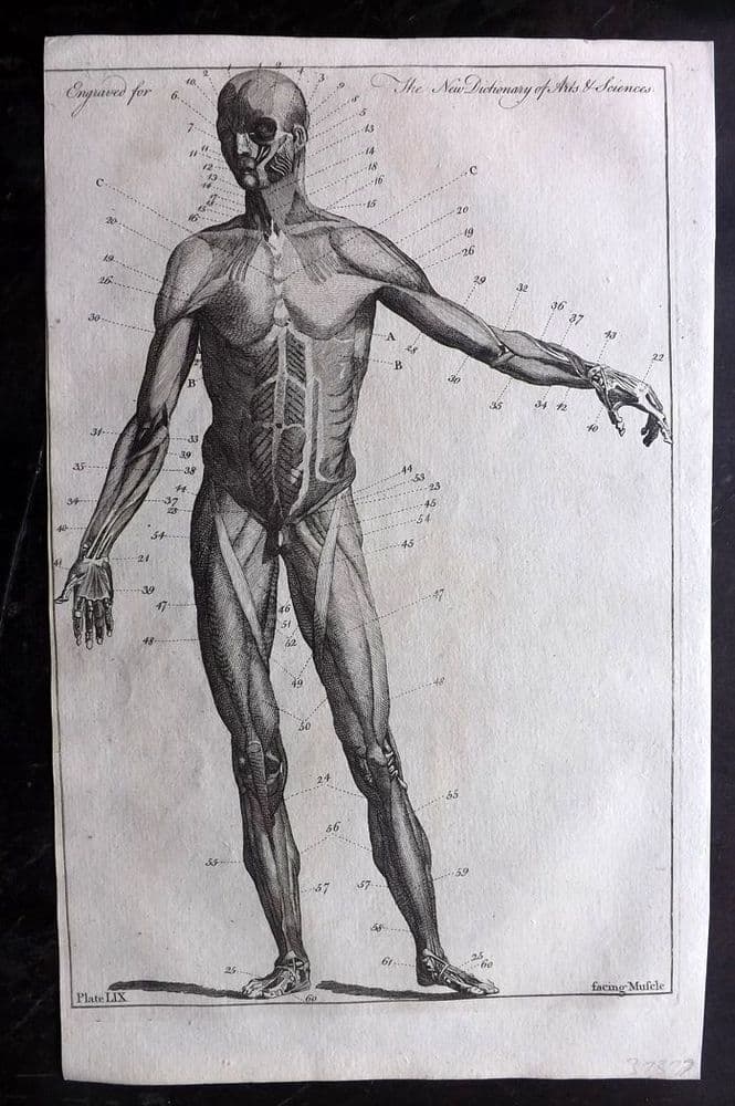 Front Muscles Anatomy Upper Body Male Anatomy Of Muscular And Skeletal