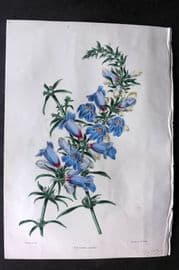 Moore & Ayres 1850 Hand Col Botanical Print. Azure-flowered Pentstemon