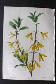 Moore & Ayres 1850 Hand Col Botanical Print. Deep-green Forsythia
