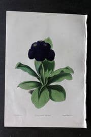 Moore & Ayres 1850 Hand Col Botanical Print. Double Black Auricula