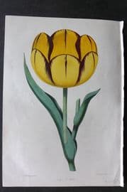 Moore & Ayres 1850 Hand Col Botanical Print. Groom's Dr. Horner Tulip