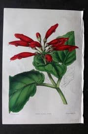 Moore & Ayres 1850 Hand Col Botanical Print. Large-flowered Gesnera