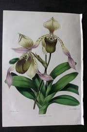 Moore & Ayres 1850 Hand Col Botanical Print. Lowe's Lady's Slipper Orchid