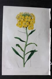 Moore & Ayres 1850 Hand Col Botanical Print. Marshall's Wall-flower