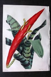 Moore & Ayres 1850 Hand Col Botanical Print. Showy Vriesia