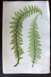 Moore & Bradbury 1860 Nature Printed Fern. Polypodium Alpestre 10