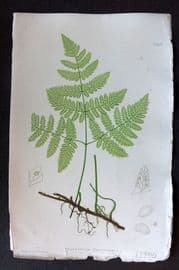 Moore & Bradbury 1860 Nature Printed Fern. Polypodium Dryopteris 11