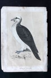 Morris 1852 Antique Bird Print. Bearded Vulture