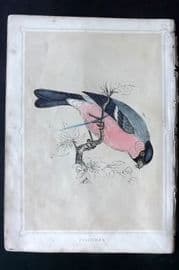 Morris 1852 Antique Bird Print. Bullfinch