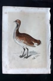 Morris 1852 Antique Bird Print. Bustard