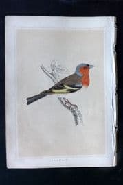 Morris 1852 Antique Bird Print. Chaffinch
