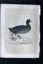 Morris 1852 Antique Bird Print. Coot