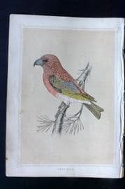 Morris 1852 Antique Bird Print. Crossbill