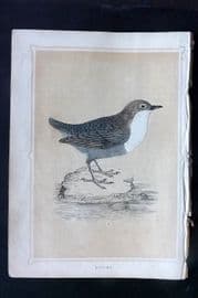 Morris 1852 Antique Bird Print. Dipper