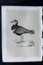 Morris 1852 Antique Bird Print. Dotterel