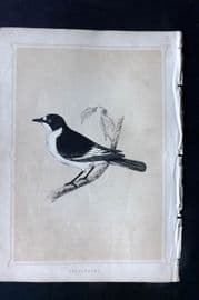 Morris 1852 Antique Bird Print. Flycatcher