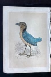 Morris 1852 Antique Bird Print. Giant Breve
